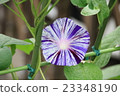 Morning glory with blue lines 23348190