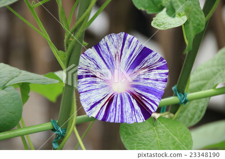 牽牛花與藍線 23348190