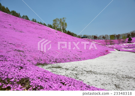 Toagai koto mosaic cherry Toagai koto mosaic cherry 23348318