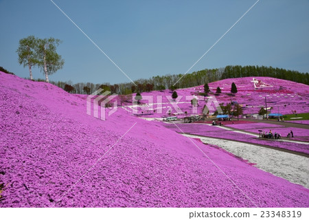 Toagakko Shibasaku 23348319