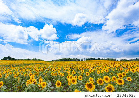 Himawari no Sato in Hokkaido Kitauru Town 23348623