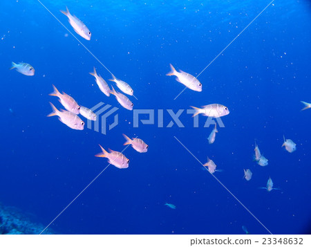 一群普通的橫濱黑馬,隨便乘坐帕勞的潮流 一群普通的橫濱黑馬,隨便乘坐帕勞的潮流 23348632