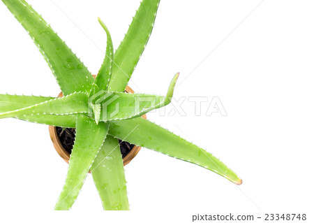 Green Aloe Vera in a pot. 23348748