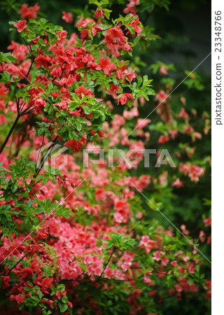 大和杜鵑花 23348766