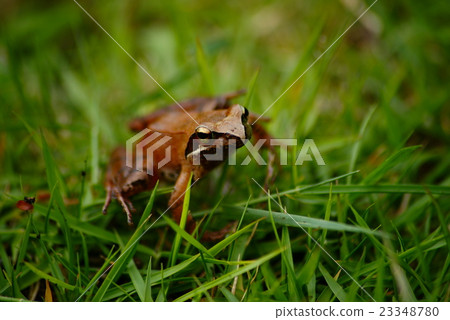Red frog Red frog 23348780