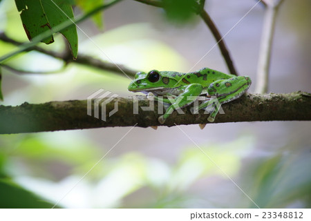 Moria鷗青蛙 Moria鷗青蛙 23348812