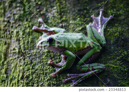 Moria鷗青蛙 Moria鷗青蛙 23348813