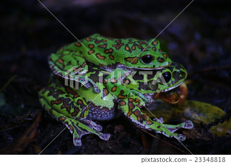 A couple of Moria rag A couple of Moria rag 23348818