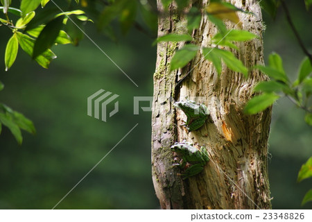 Moria gull frog Moria gull frog 23348826