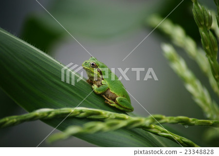 Tree frog 23348828