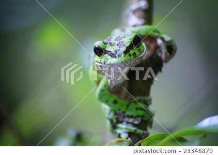 Moria gull frog Moria gull frog 23348870