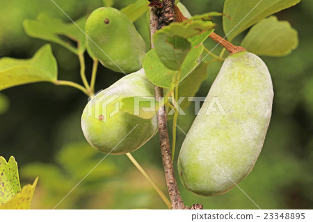 Mitsubaya Kebi Mitsubaya Kebi 23348895