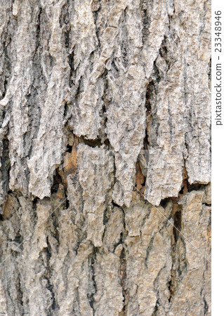 bark texture and background 23348946