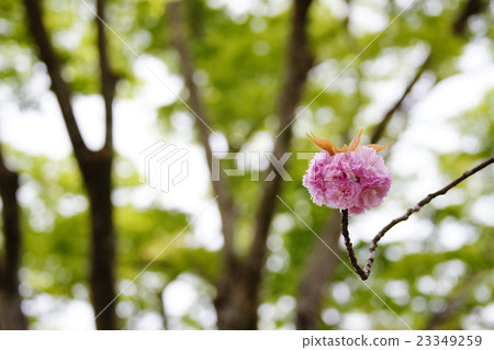 Double cherry blossoms 23349259