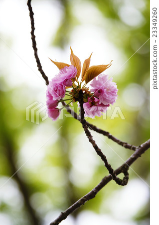 Double cherry blossoms 23349260