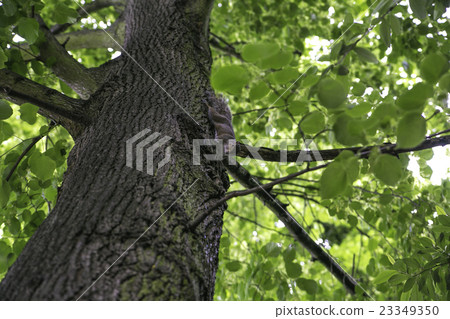 Wild squirrel Wild squirrel 23349350