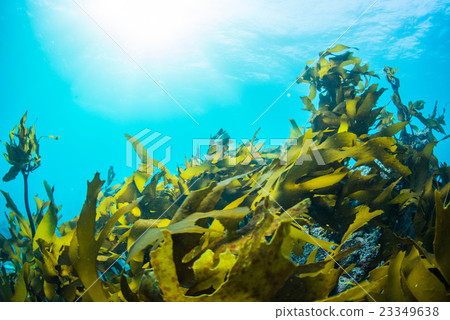 Seaweed from Hayama 23349638