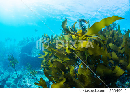 Seaweed from Hayama 23349641