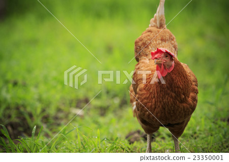brown chicken in green field livestock farm 23350001