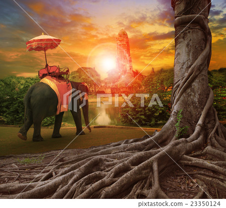 thai elephant  in ancient palace thailand 23350124