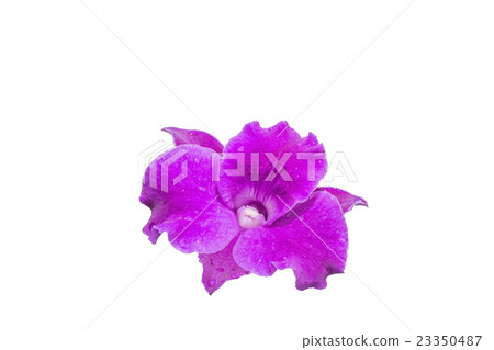 purple orchids on white background. Close-up purple orchids on white background. Close-up 23350487
