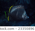 Japan Species Yuzen 23350896