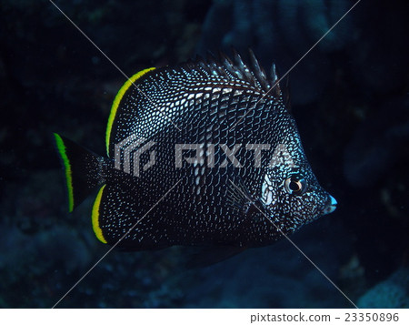 Japan Species Yuzen 23350896