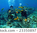 Feeding by experiencing diving 2 23350897