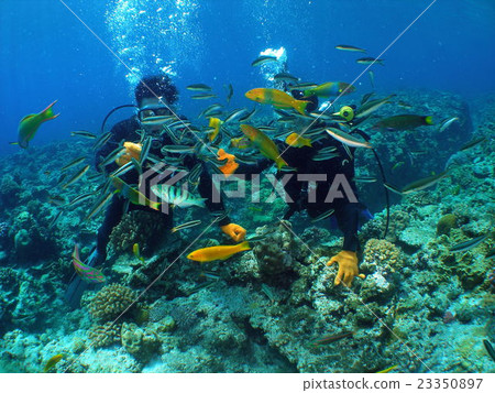 Feeding by experiencing diving 2 23350897