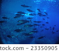 Ogasawara Marsh Island tuna hole 23350905