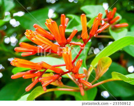 Orange Trumpet Flame Flower green leaves in garden 23350912