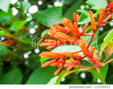 Orange Trumpet Flame Flower green leaves in garden Orange Trumpet Flame Flower green leaves in garden 23350913
