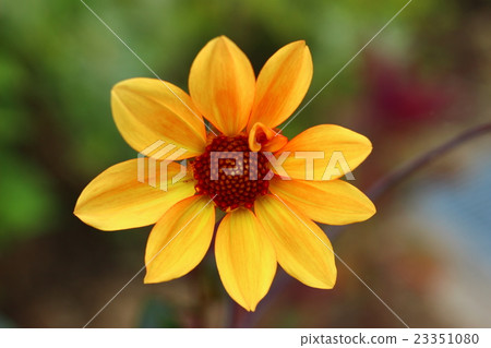 Poppy flowers Poppy flowers 23351080