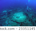 Morimori of the bay in the east of Ogasawara Daitojima Coral 23351145