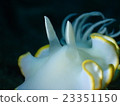 Meringue sea bream 23351150