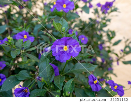 Small purple flowers with yellow pollen. Small purple flowers with yellow pollen. 23351180