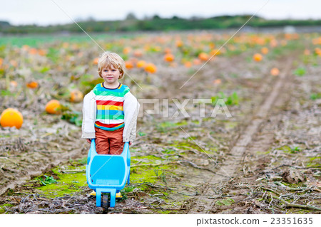 Cute blond kid boy with big pumpkins on patch 23351635