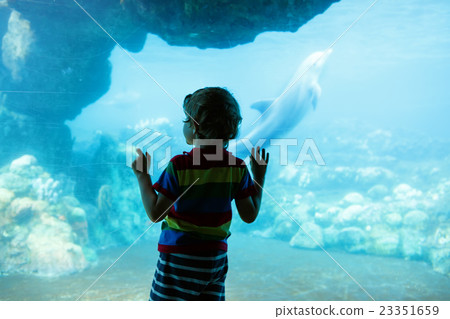 Little kid boy observing dolphins in a recreation Little kid boy observing dolphins in a recreation 23351659
