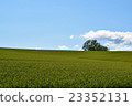 The blue sky of early summer and the hill of Biei 23352131