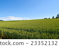The blue sky of early summer and the hill of Biei 23352132