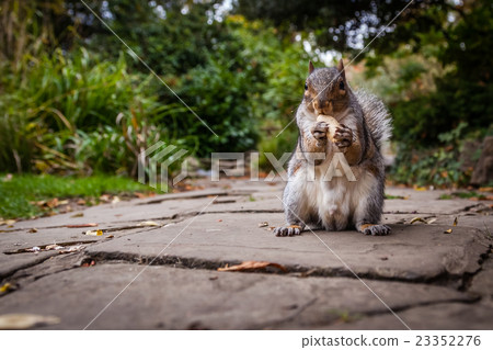 Squirrel eating nut Squirrel eating nut 23352276