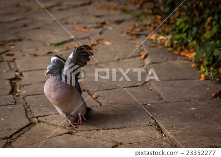 Pigeon about to fly 23352277