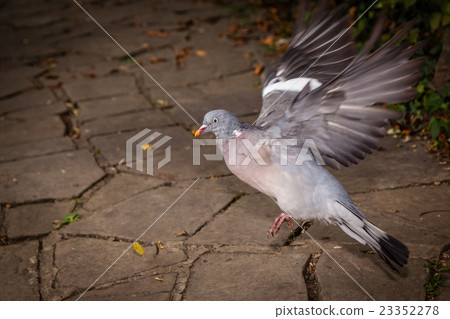 Pigeon about to fly 23352278