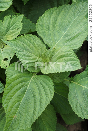 Sesame leaf 23352806
