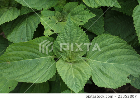 Sesame leaf 23352807