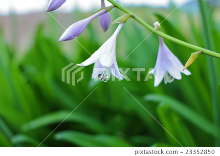 hosta flower 23352850