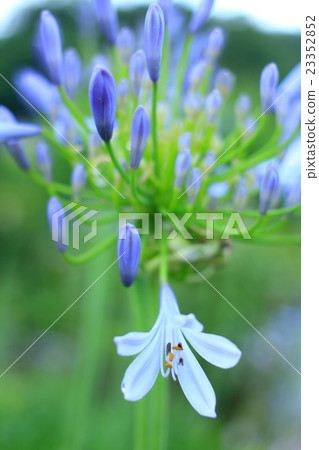 Agapanthus Agapanthus 23352852