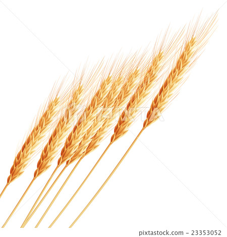 Wheat ears with space for text. EPS 10 23353052