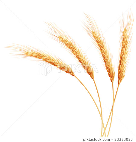 Wheat ears with space for text. EPS 10 23353053