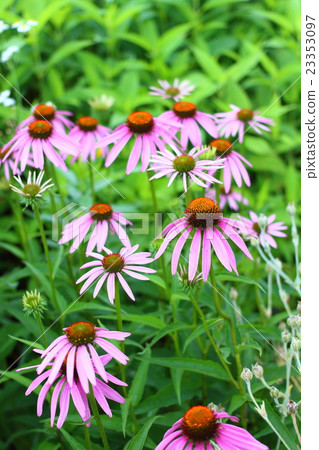 Echinacea 23353097